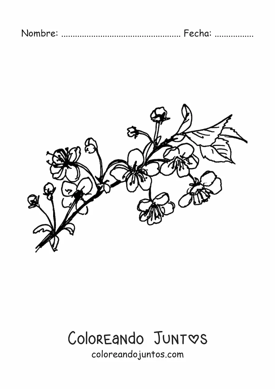 Imagen para colorear de una rama de cerezo con flores