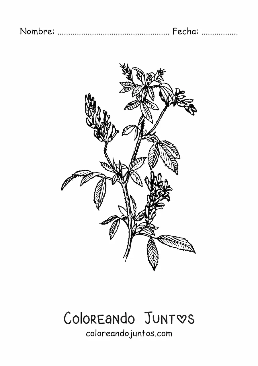 Imagen para colorear de un arbusto de alfalfa realista