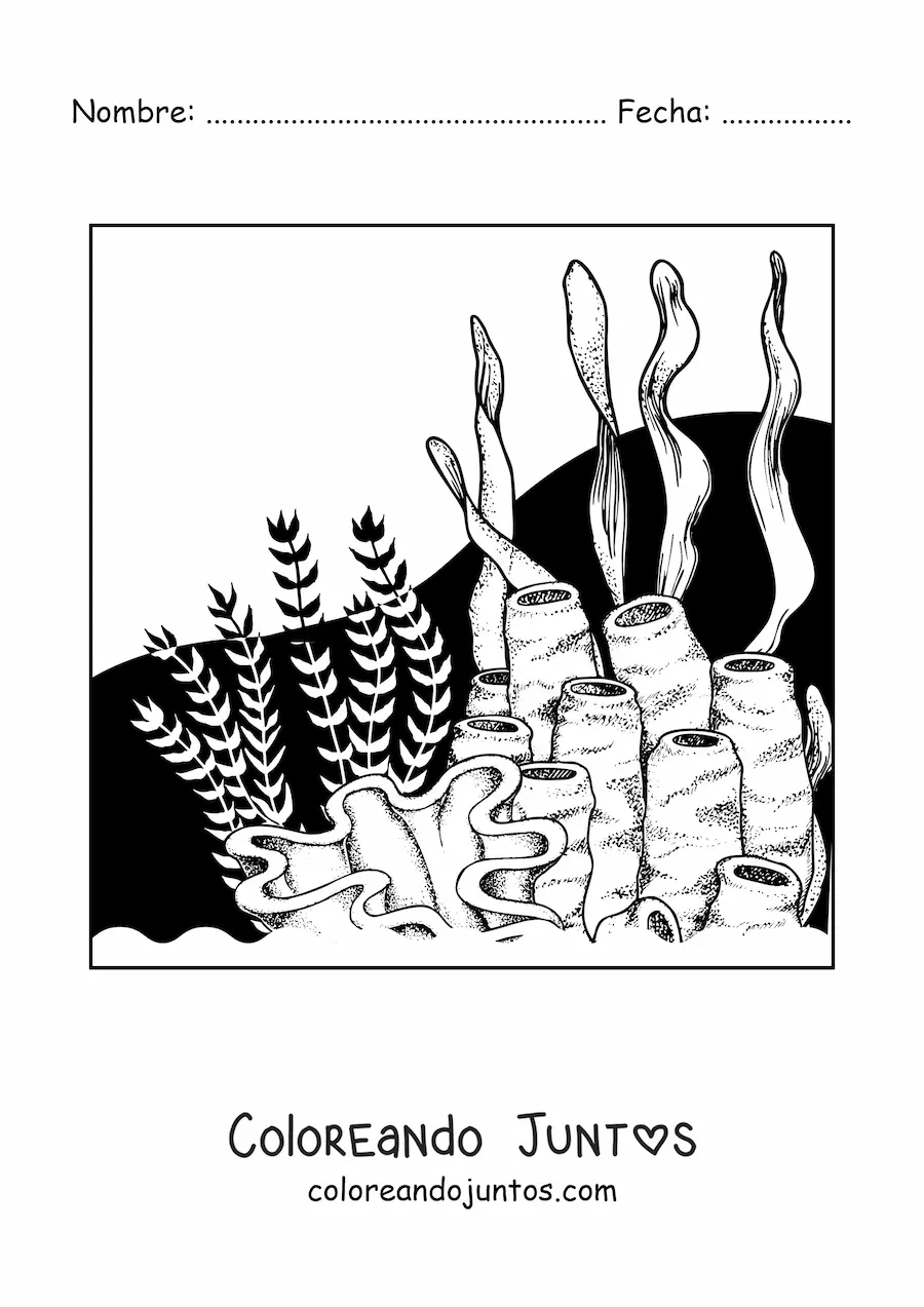 Imagen para colorear de unas algas junto a unos corales