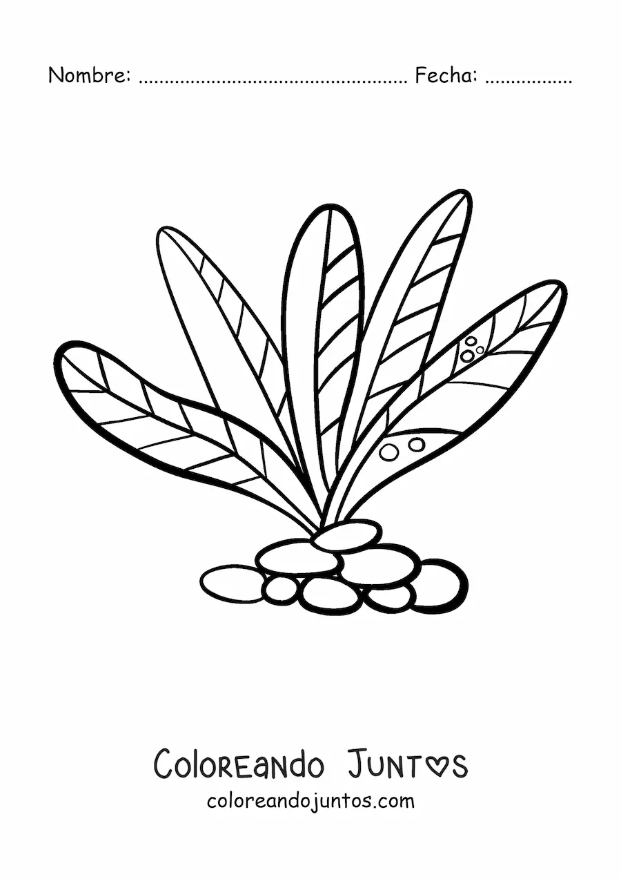 Imagen para colorear de unas algas pluricelulares