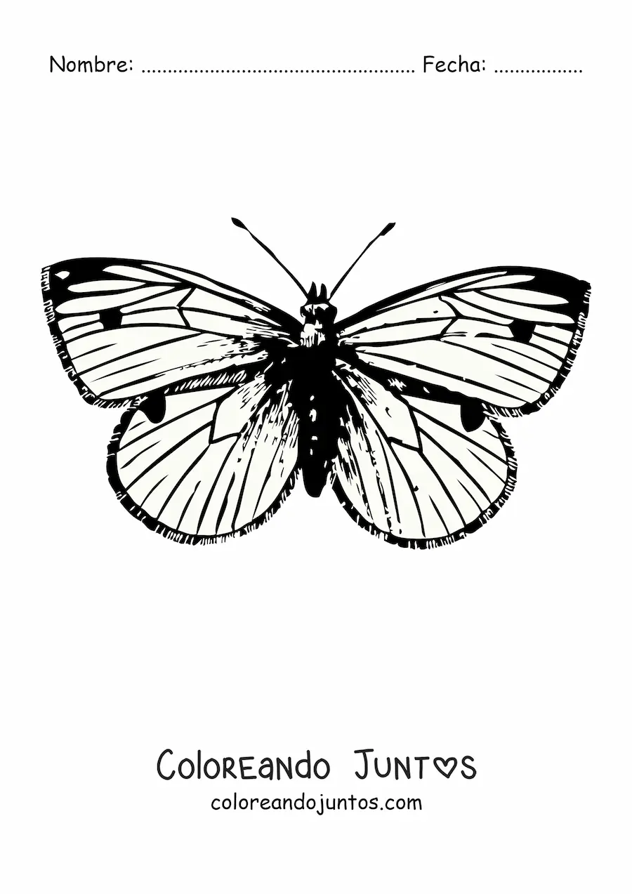 Imagen para colorear de una mariposa realista con manchas en las alas