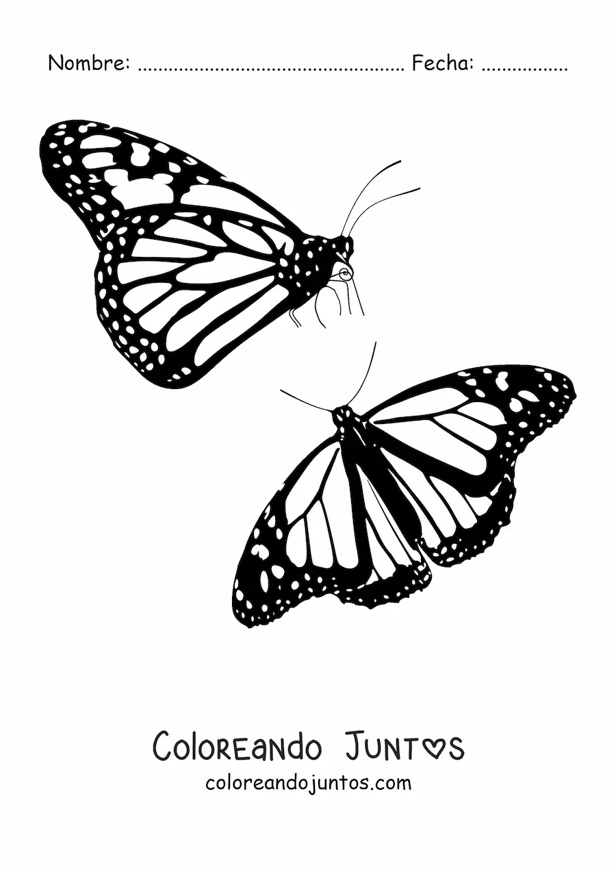 Imagen para colorear de dos mariposas monarca volando