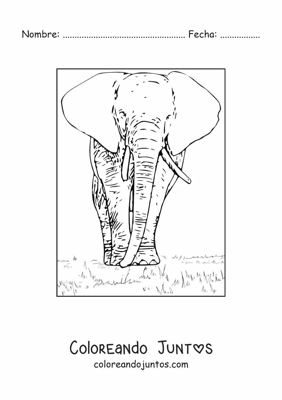 Imagen para colorear de un elefante realista de frente