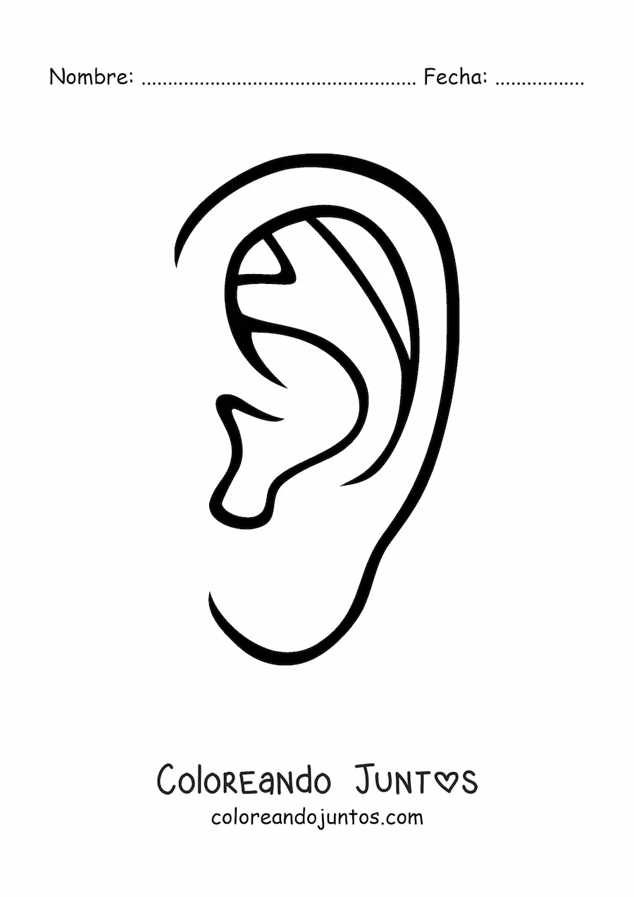 Imagen para colorear de la oreja humana