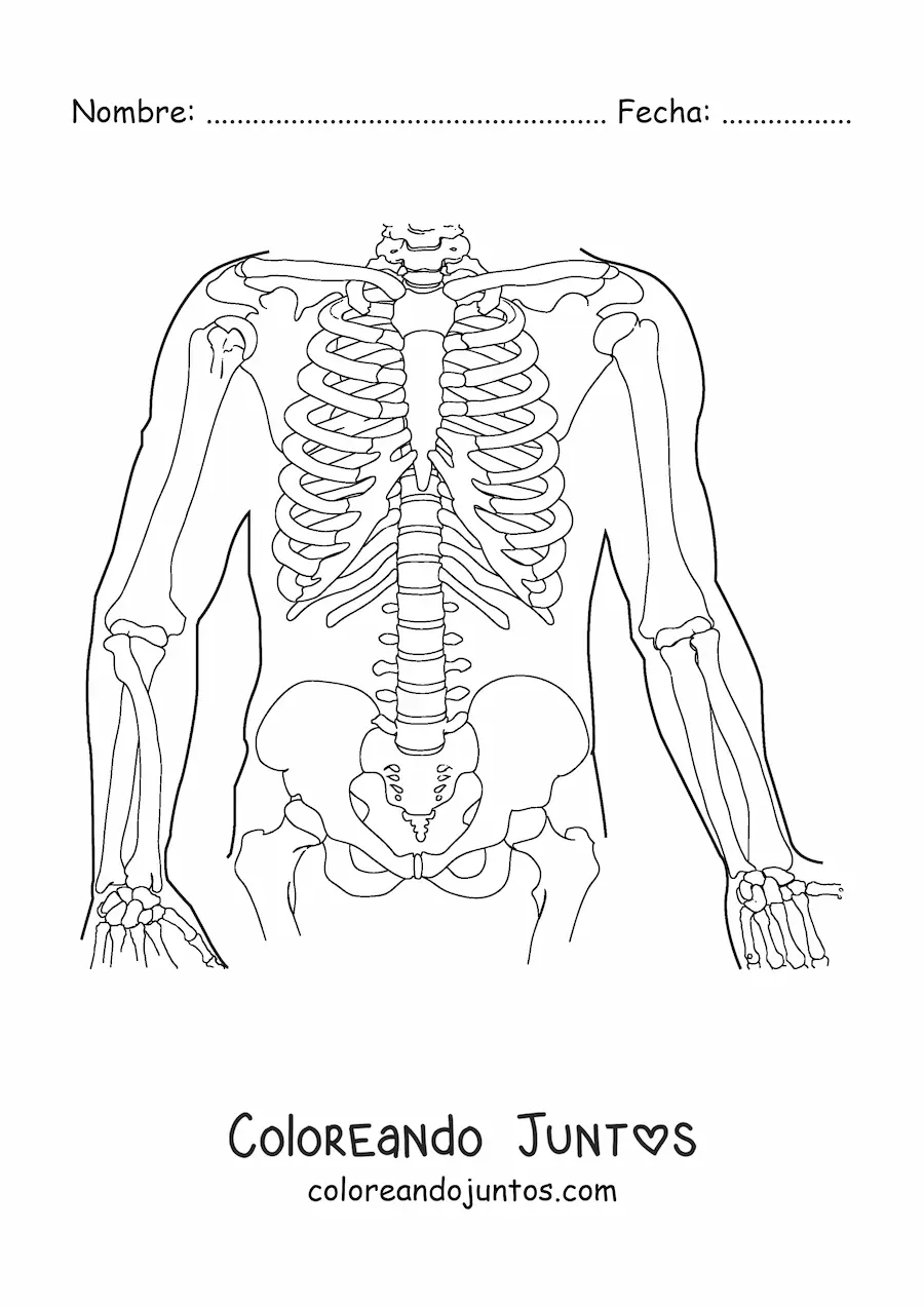 Imagen para colorear de los huesos que componen el tronco humano