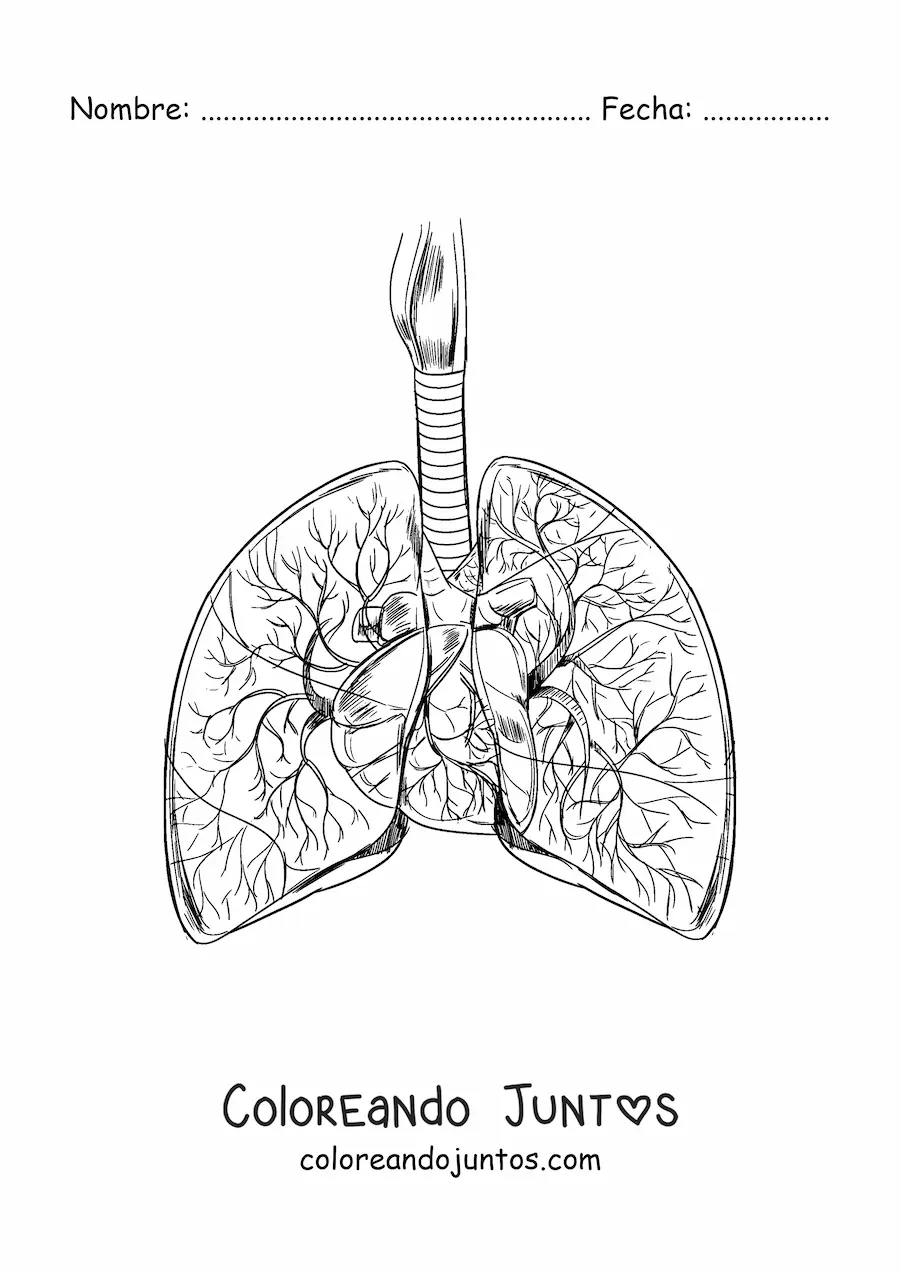 Imagen para colorear de pulmones y corazón realistas