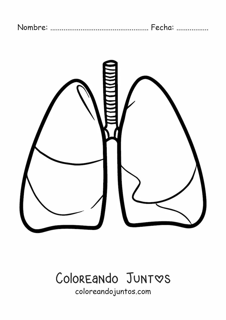 Imagen para colorear de un par de pulmones humanos sencillos