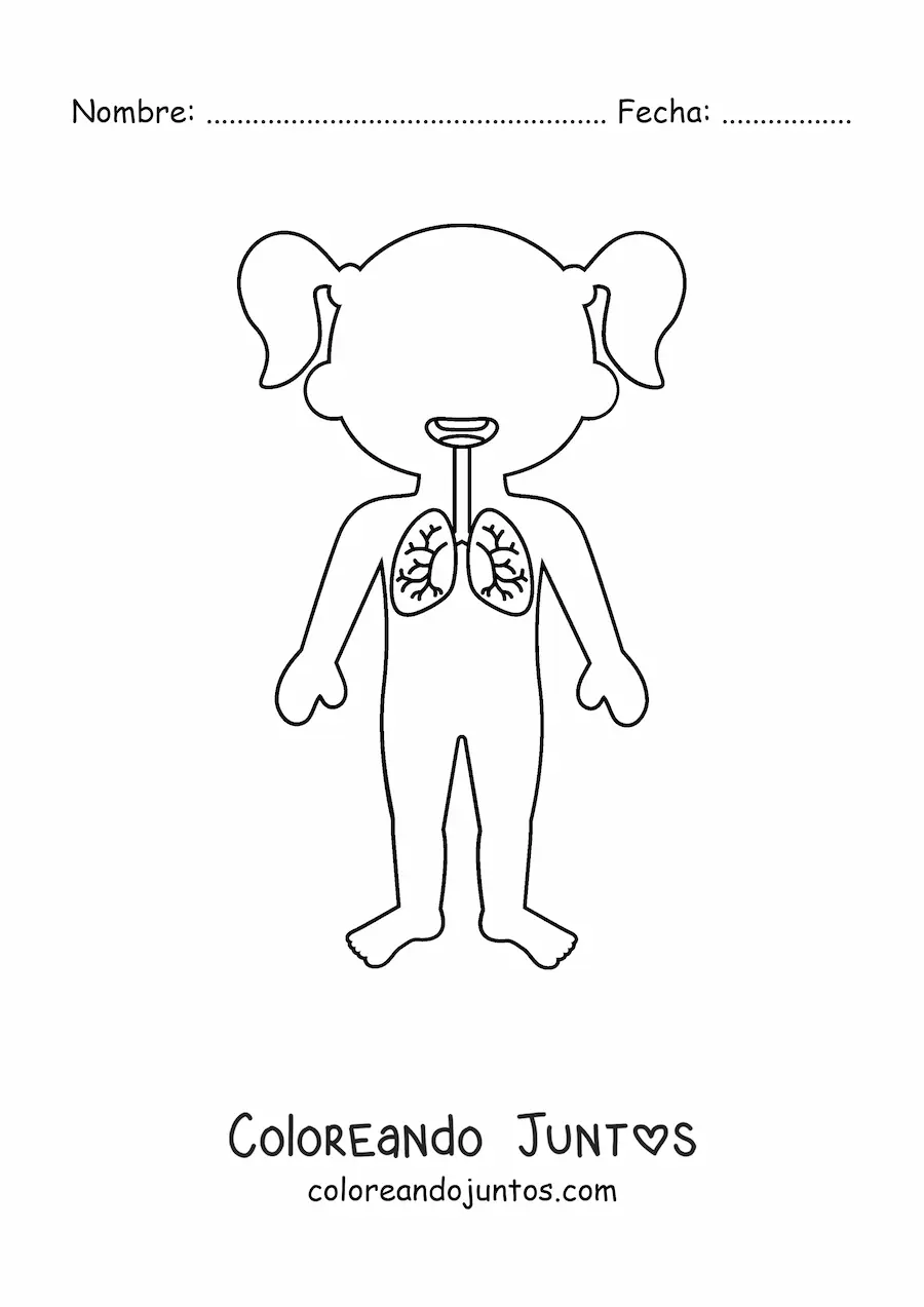 Imagen para colorear de la ubicación de los pulmones en la silueta de una niña
