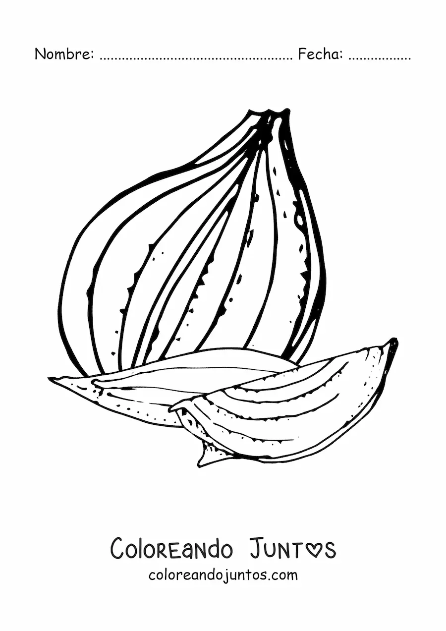 Imagen para colorear de trozos de cebolla