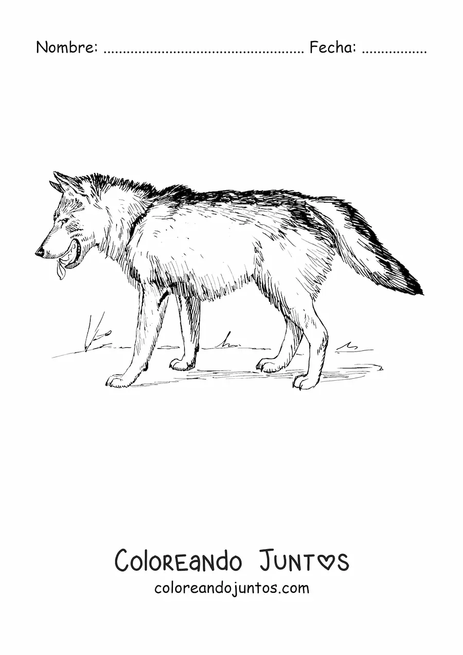 Imagen para colorear de un lobo realista caminando hacia la izquierda