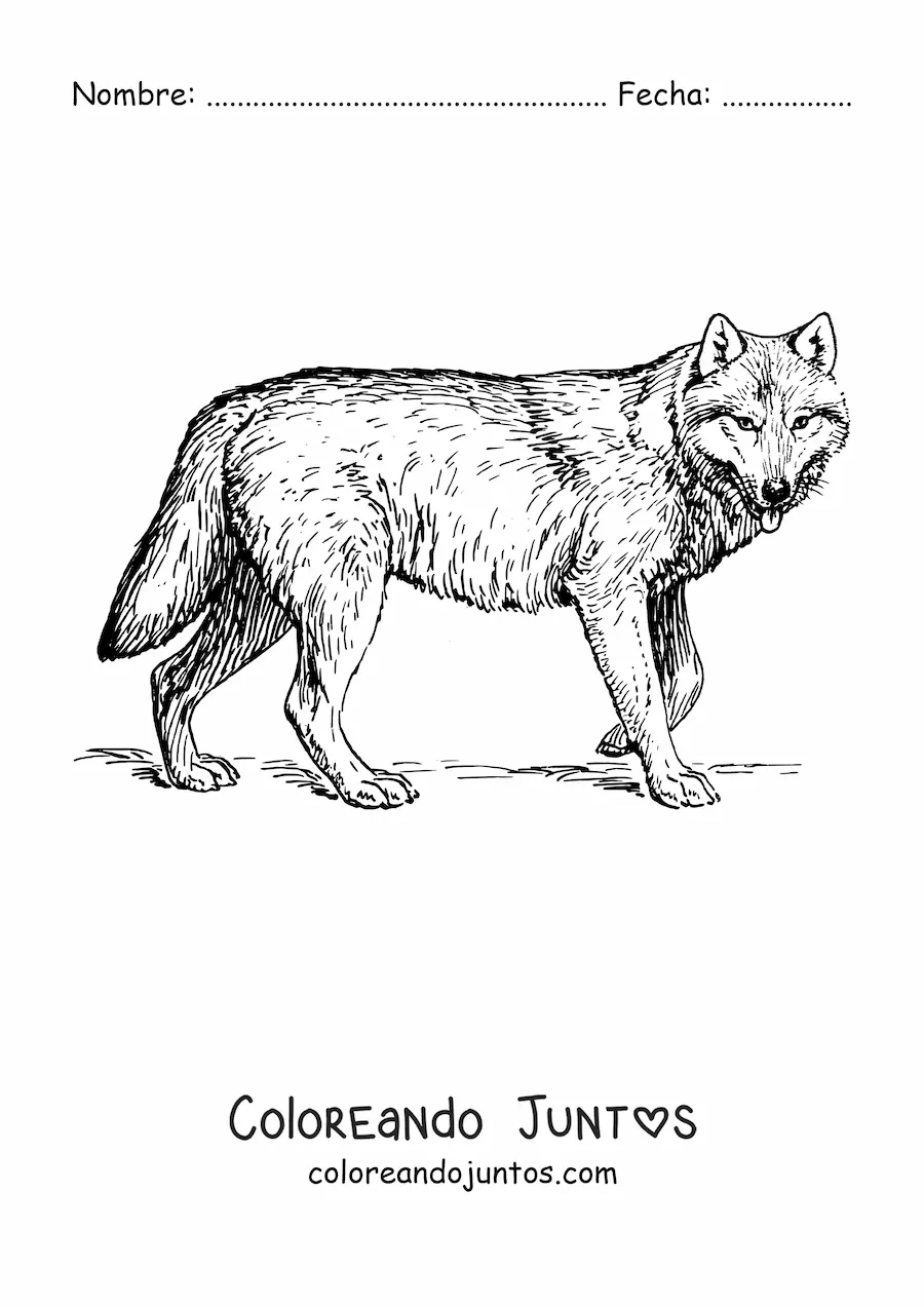 Imagen para colorear de un lobo realista caminando hacia la derecha