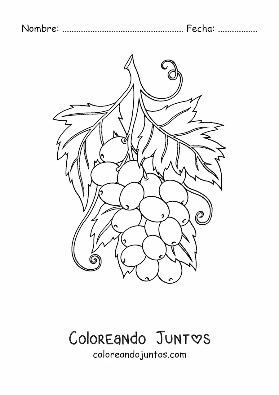 Imagen para colorear de un racimo de uvas con hojas