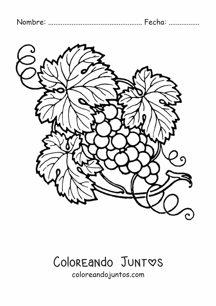 Imagen para colorear de unas uvas en la vid