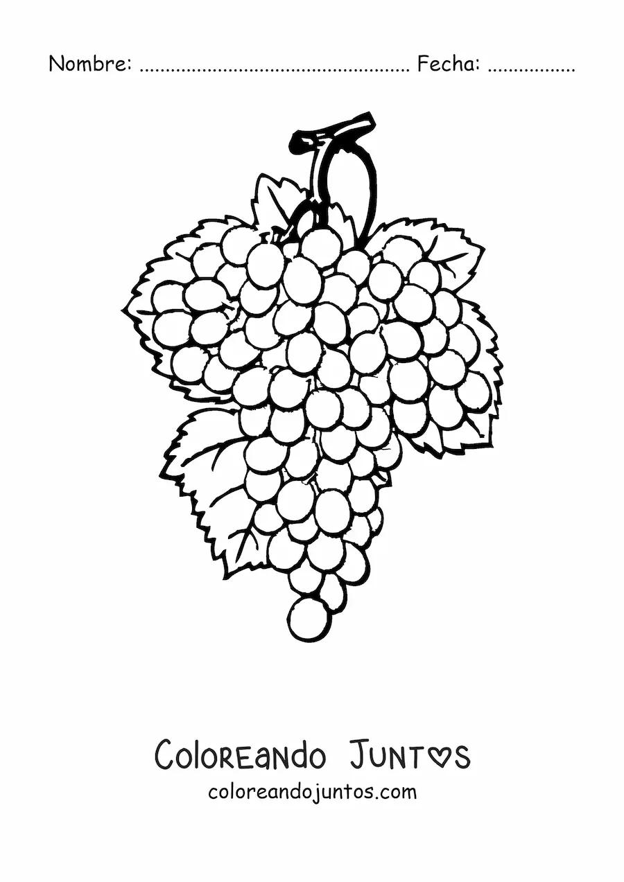 Imagen para colorear de un racimo de uvas con tres hojas