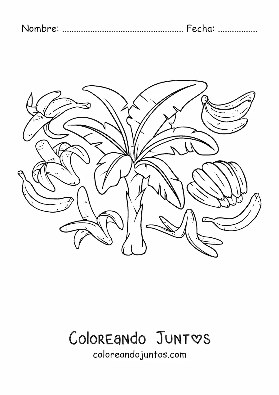 Imagen para colorear de varias bananas y un bananero