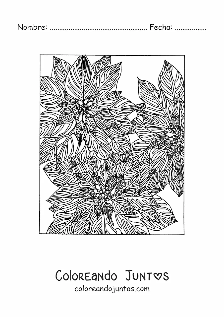 Imagen para colorear de flores de Navidad