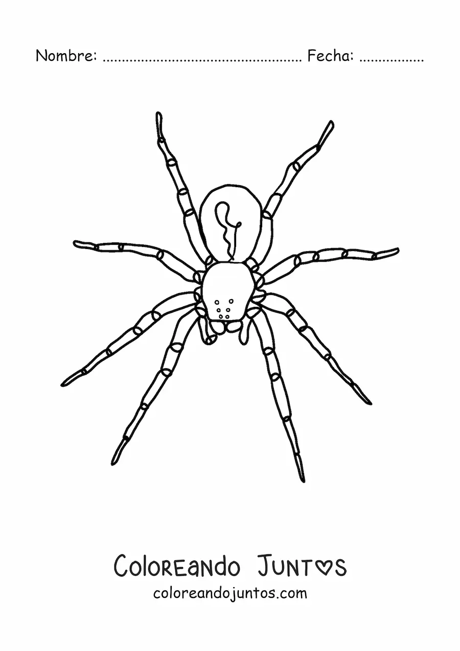 Imagen para colorear de araña de Halloween fácil