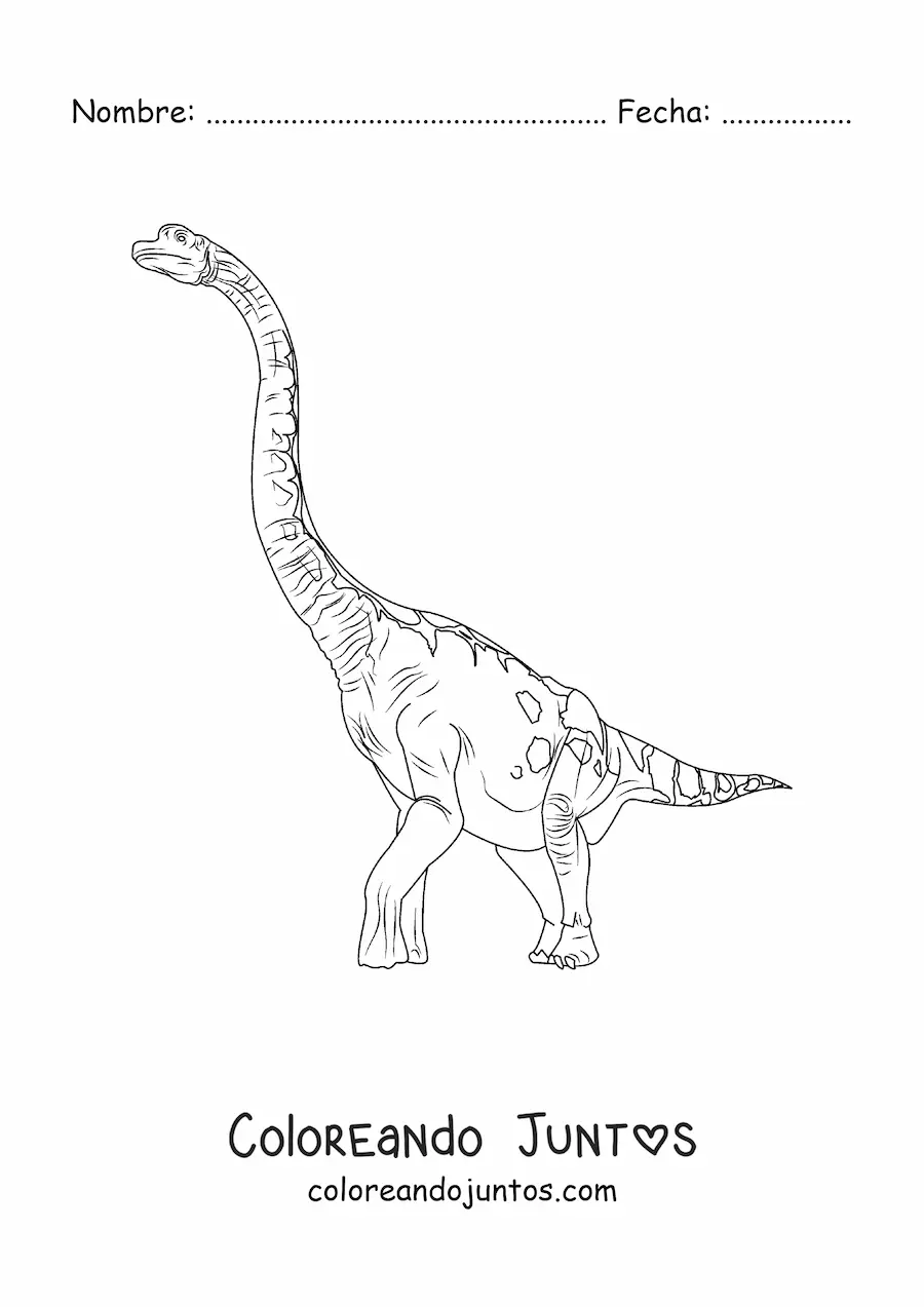 Imagen para colorear de brachiosaurus herbívoro gigante