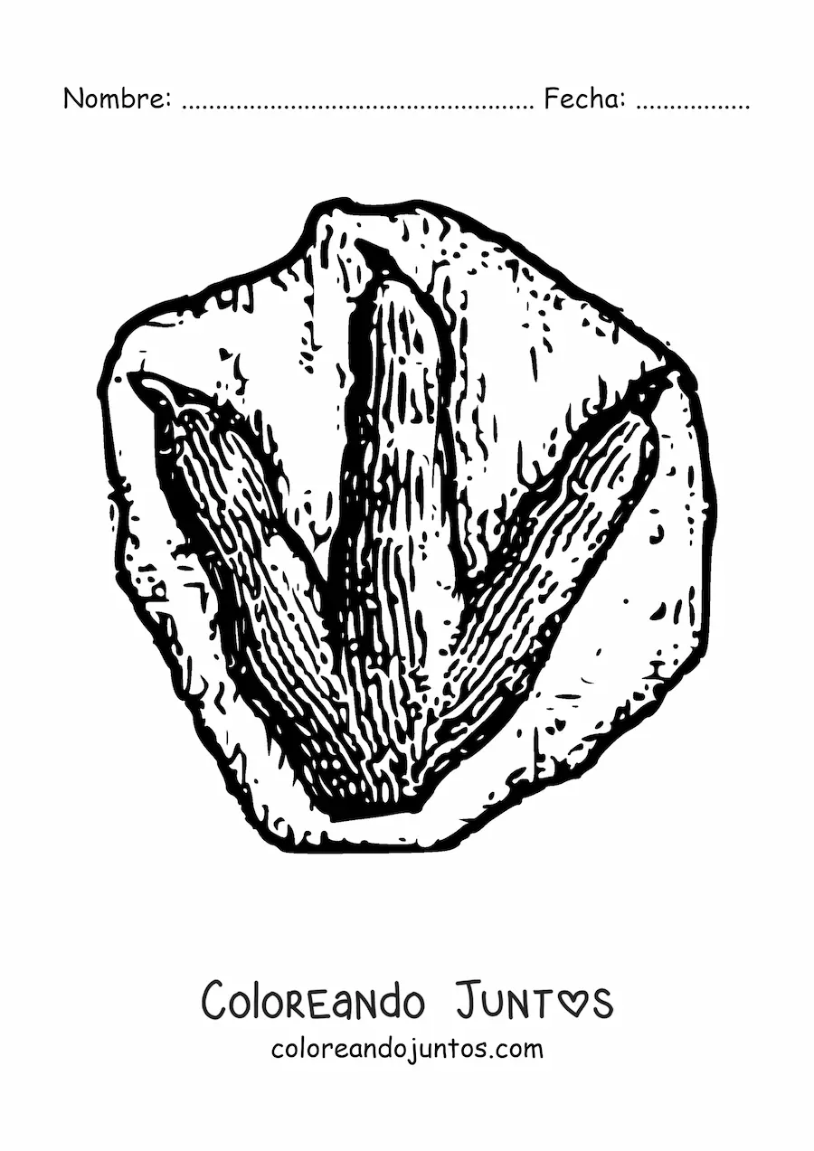 Imagen para colorear de huella de un dinosaurio