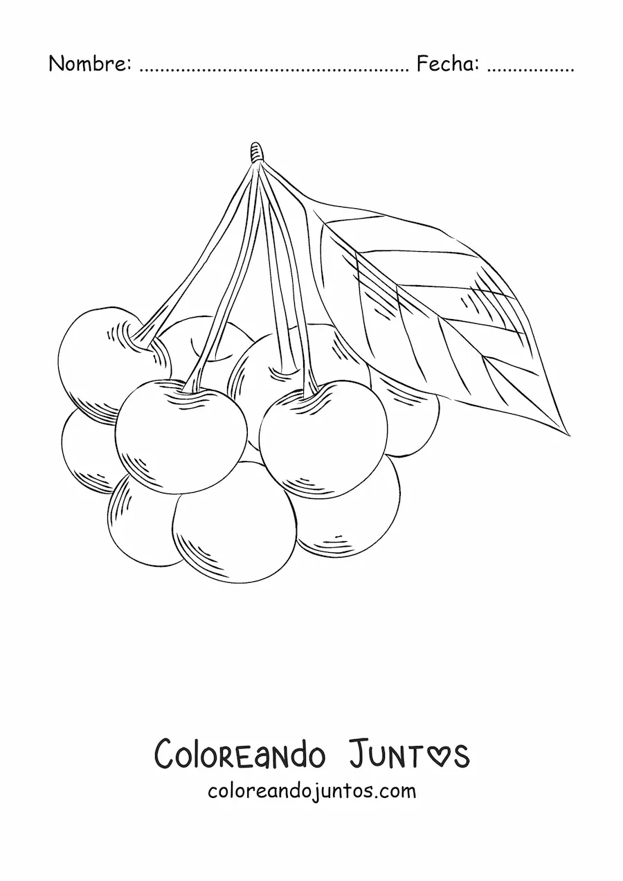 Imagen para colorear de un racimo de cerezas