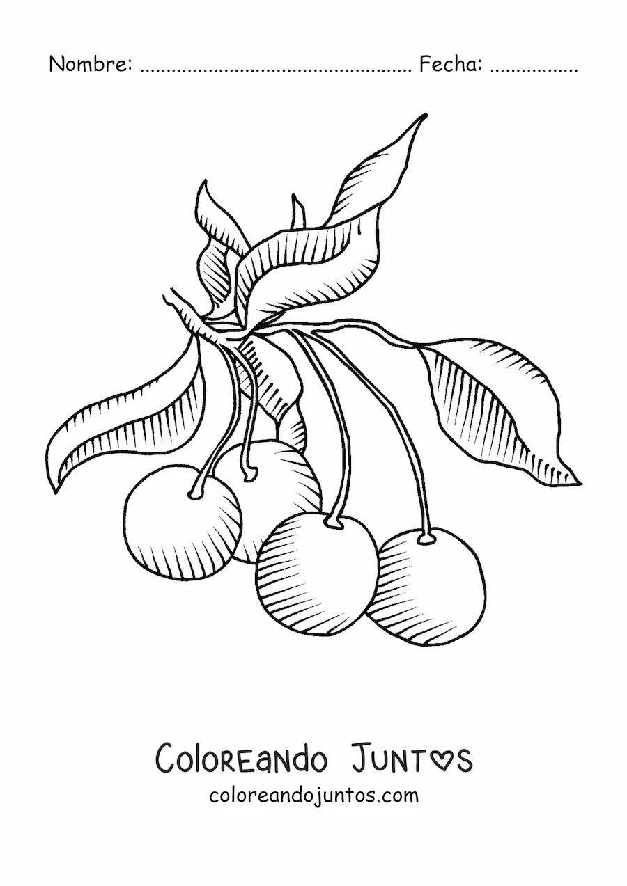 Imagen para colorear de una rama de cerezo con varias cerezas