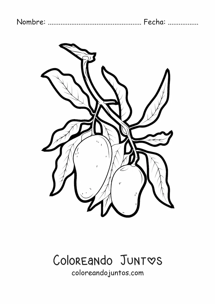 Imagen para colorear de una rama de un árbol de mango con dos mangos guindando
