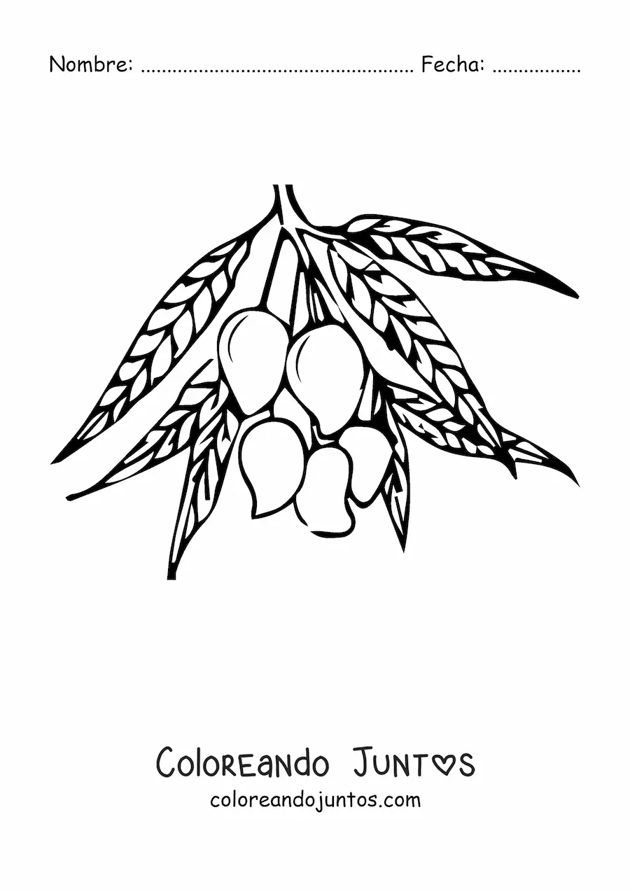 Imagen para colorear de una rama de un árbol de mango con varios mangos guindando
