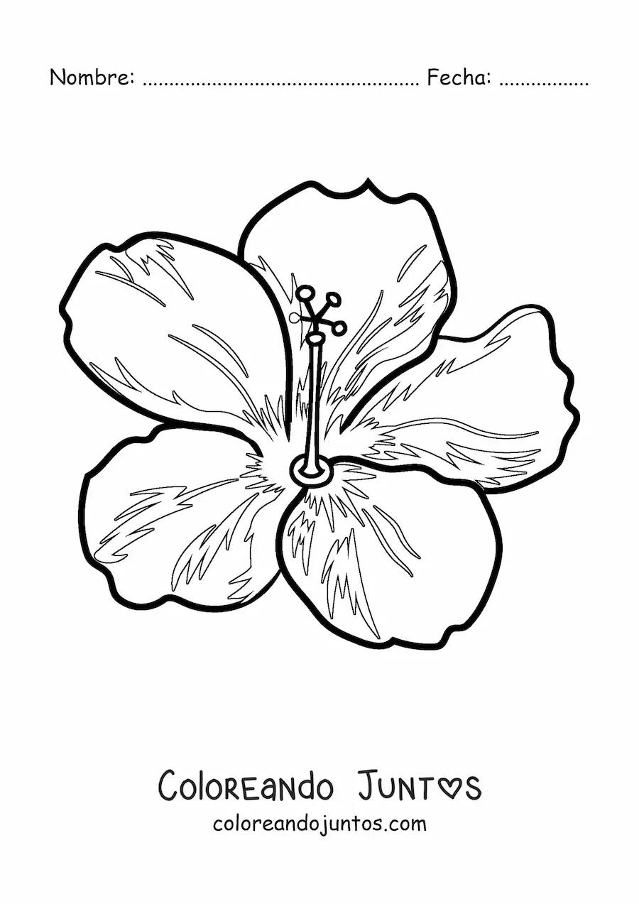 Imagen para colorear de flor hawaiana grande