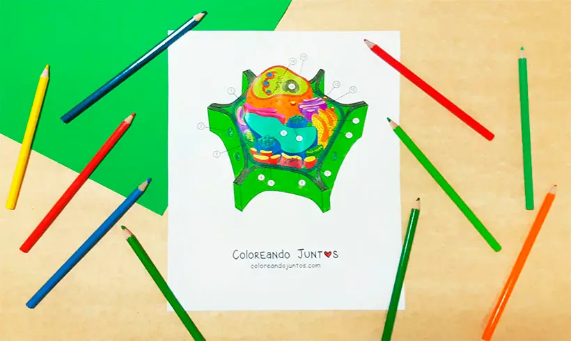 Dibujo de célula coloreada por Coloreando Juntos