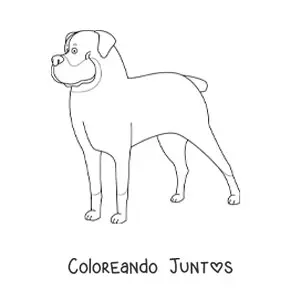 Imagen para colorear de un rottweiler