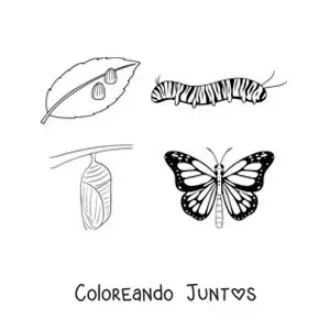 El ciclo de vida de la mariposa
