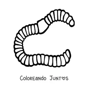 Imagen para colorear de anélido realista