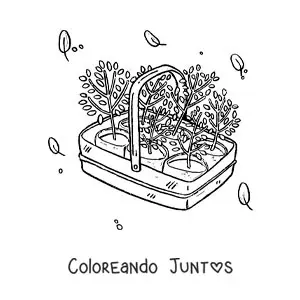 Plantas listas para trasplantar en una canasta