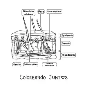 Partes de la piel como órgano del sentido del tacto