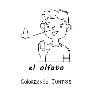 Imagen para colorear de el sentido del olfato en el cuerpo humano para niños