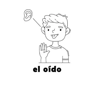 Imagen para colorear de el sentido del oído en el cuerpo humano para niños