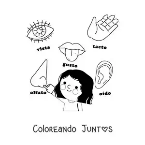 Imagen para colorear de los órganos de los 5 sentidos animados para niños