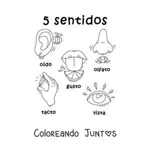 Imagen para colorear de ejemplos animados de los 5 sentidos para niños