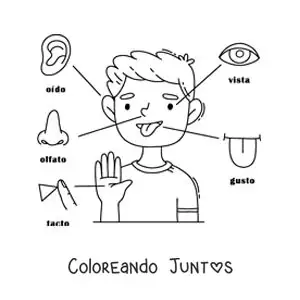 Imagen para colorear de los 5 sentidos en el cuerpo humano para niños