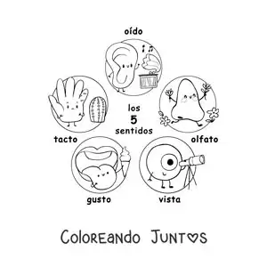 Caricaturas de los 5 sentidos para niños