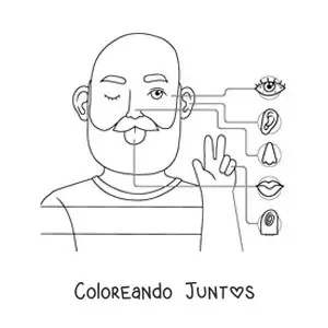 Imagen para colorear de los órganos de los 5 sentidos en el cuerpo