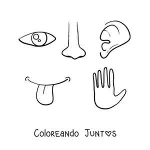 Imagen para colorear de partes del cuerpo de los 5 sentidos