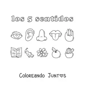 Imagen para colorear de los órganos de los cinco sentidos humanos y ejemplos