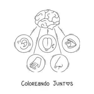 Imagen para colorear de los cinco sentidos y el cerebro humano