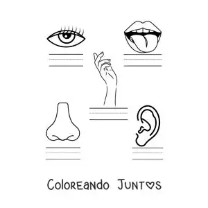 Imagen para colorear de actividad educativa de los cinco sentidos