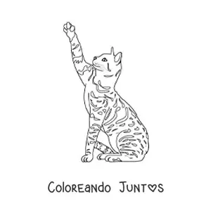 Imagen para colorear de un gato realista con manchas