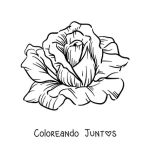 Imagen para colorear de una rosa grande realista