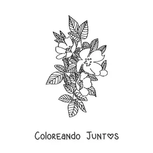 Imagen para colorear de una rosa silvestre