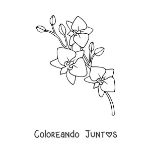 Imagen para colorear de una rama de orquídeas phalaenopsis