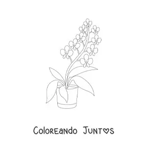 Imagen para colorear de una maceta con orquídeas phalaenopsis
